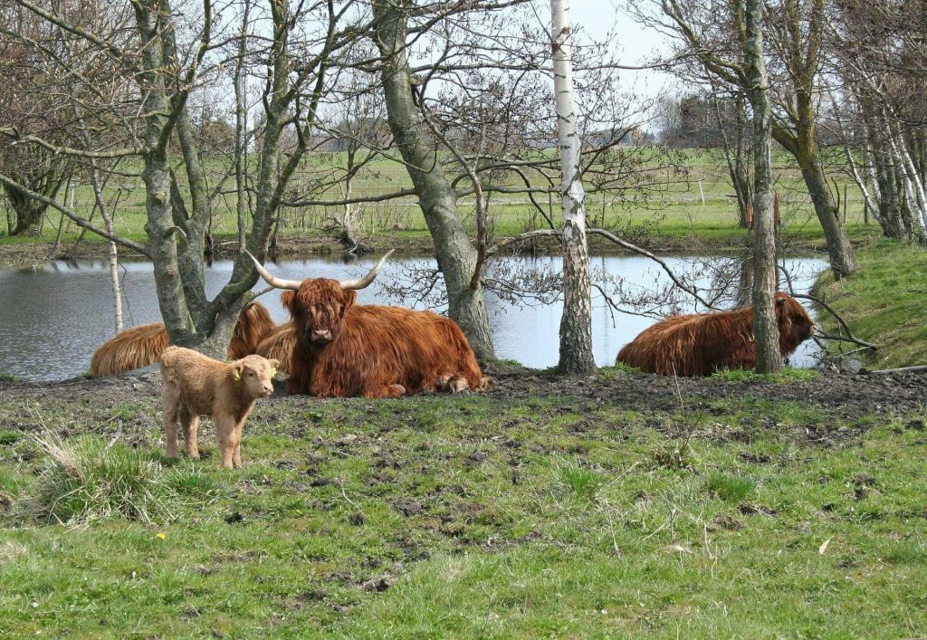 cattle-535875_1920